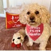 Bandana para perro del día de San Valentín, bufanda roja