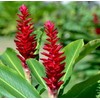 Hawaiian Red Ginger Plant Root (Pack of 5) Grow Hawaii