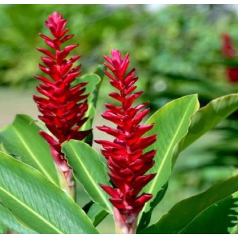 Hawaiian Red Ginger Plant Root (Pack of 5) Grow Hawaii