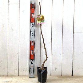 Kiwi Seedlings, Fragrant Green (Green Fruit), 4.7 inches (12 cm) Pot Seedlings, Koryoku Kiwi Seedlings, Kiwi Fruit