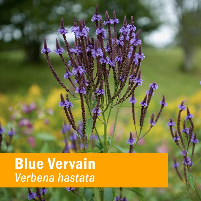 Herb Pharm Certified Organic Vervain Liquid Extract, Blue, 1 Fl