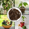 Avocado Tree Potting Soil Mix (12 Quarts), for Germinating, Growing