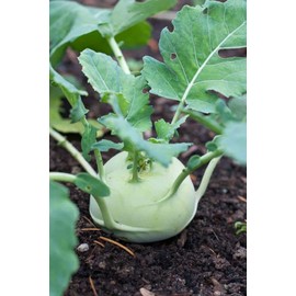 Kohlrabi Seeds 50 Count,"COOL BEANS N SPROUTS" Brand. Home Gardening.
