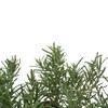 6 Tuscan Blue Rosemary, Live Plants – Rosmarinus Officinalis –