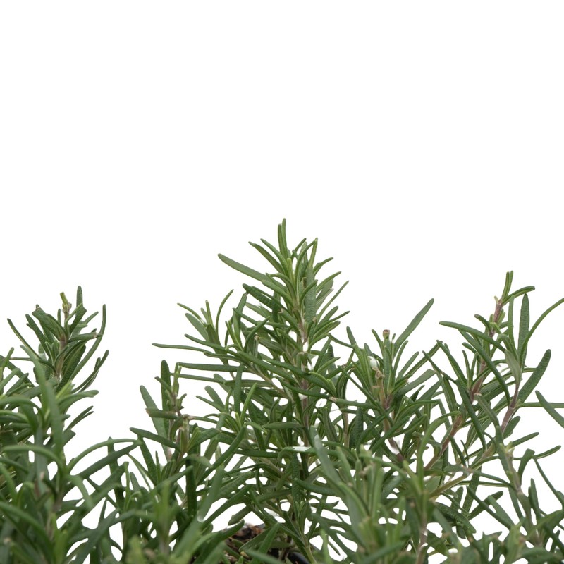 6 Tuscan Blue Rosemary, Live Plants – Rosmarinus Officinalis –