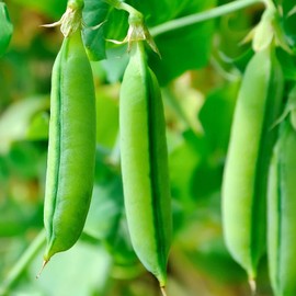 Super Sugar Snap Pea Garden Seeds - 5 Lbs - Non-GMO, Heirloom Vegetable Gardening Seed