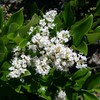 Ligustrum Waxleaf Privet | 1 Large Trade Gallon Size Plants