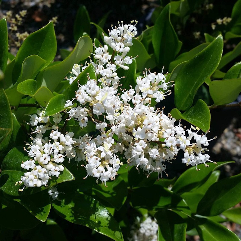 Ligustrum Waxleaf Privet | 1 Large Trade Gallon Size Plants