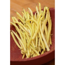 Burpee Golden Wax Organic Bush Bean Seeds 1 ounces of seed