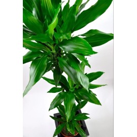 Wekiva Foliage Dracaena Janet Craig - Live Plant in a 10 Inch Pot - Dracaena Deremensis
