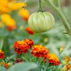 The Old Farmer's Almanac Petite Mixture Marigold Seeds - Premium