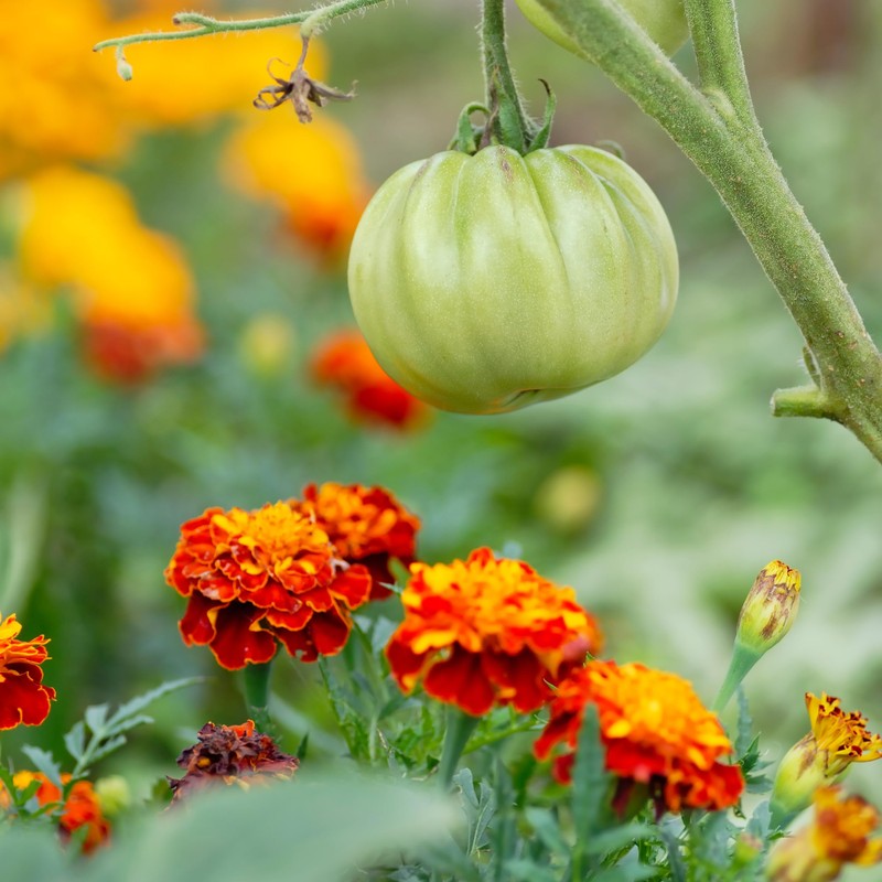 The Old Farmer's Almanac Petite Mixture Marigold Seeds - Premium