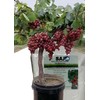 Soil Moist SAP Super Absorbent Polymer Soil Amendment and Water
