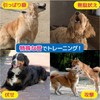 Fantasy World TDX-5SS Dog Training Disc