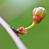 RATHAUS APOTHEKE WIEN Concentrated Bud Extract - Gemmotherapy - Syringa