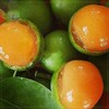 100pcs Lemon Sweet Spanish Lime Seeds for Planting, Professional Pack | Green-Skinned, Orange-Fleshed Juicy Tropical Fruit Seeds for Planting
