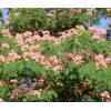 mimosa Dried Silk Mimosa Tree Pink Flowers Leafs Tea Tincture