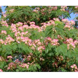 mimosa Dried Silk Mimosa Tree  Pink Flowers Leafs Tea Tincture Albizia Julibrissin 1oz