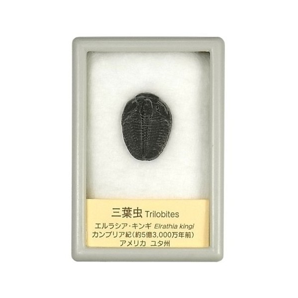 Tokyo Science Trilobite Small