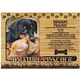 Miniature Pinscher Engraved Wood Picture Frame Magnet