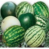 FUN AND GROW SEEDS: Seeds Watermelon 33 Heroes Mix Non