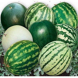 FUN AND GROW SEEDS: Seeds Watermelon 33 Heroes Mix Non GMO Heirloom
