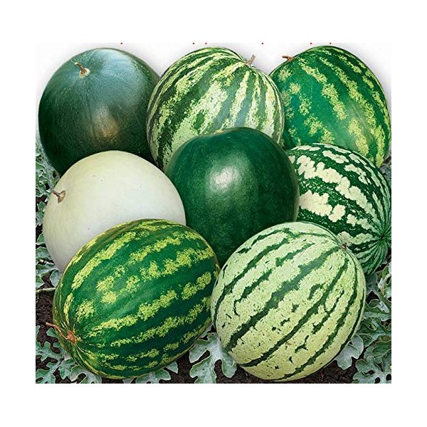FUN AND GROW SEEDS: Seeds Watermelon 33 Heroes Mix Non