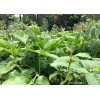 Yard Yummies 25 Mavuno Cowpea SEEDS Sprawling Cow pea Seeds