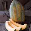 Bidwell Casaba Melon 1 g ~35 Seeds - Vegetable Gardening