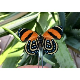 LOT OF 10 CALLICORE CYNOSURA  A1 UNMOUNTED WINGS CLOSED ATALAYA-PERU