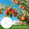 Pack of 30 Branch Separators for Fruit Trees, 8/10 cm