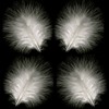 Marabou Feathers in White (Pk 30) by GC