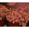 Miracle LED 9W Red Spectrum Absolute Daylight Grow Light Replacing
