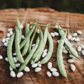 Mountaineer White Half-Runner Bean - 4oz Bulk (~500 Seeds) - Rare Heirloom Green Bean Variety, Non-GMO Half-Runner Bean Seeds for Planting in The Home Garden, Thresh Seed Company