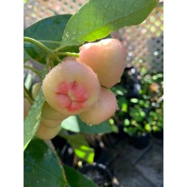 N/A Pink Wax Apple 18"-22"  Fruit Tree Organic Natural NO CA AK HI Rose Apple