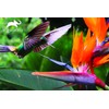 Animal Planet - Humming Bird 3D Effect 150 piece puzzle