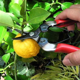 アルス 採果鋏(ブリスターパック入) 310-BP