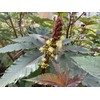 Castor Bean Ricinus communis Tropical Plant Premium Seeds for Planting