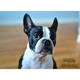 Boston Terrier Dog Birthday Greeting Card