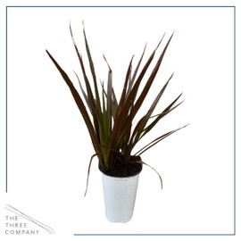 Dracaena Spike - Live Accent Plant (2 Per Pack), Purple and Green Spike - 12" Tall by 8" Wide in 1 Qt Pot