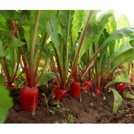500+China Rose Radish seeds Red Daikon Winter Radish Microgreens Sprout Seed USA