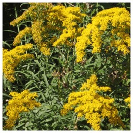 Everwilde Farms - 2000 Old Field Goldenrod Native Wildflower Seeds - Gold Vault Jumbo Seed Packet