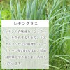 Natural 100% Essential Oil (10 ml, Lemongrass)