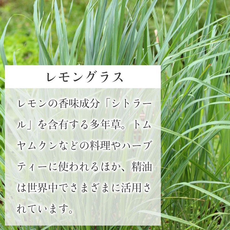 Natural 100% Essential Oil (10 ml, Lemongrass)