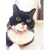 Beastie Bands Cat Collar Bubble Duck