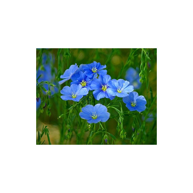 Flax Blue Nice Garden Flower by Seed Kingdom 6,000 Seeds