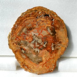 500-700g Natural Polished Rough Stones fossil Wood Slab Specimen Petrified Wood Slice for DecorationColor: 500-700g Petrified Wood Slice, Size: 500-700g