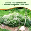Outsidepride Ellagance Snow Lavender Seeds - 50 Pcs Perennial, Drought-Tolerant