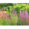 Little Seed Store 51+OBEDIENT PLANT Flower Seeds Native Wildflower Deer