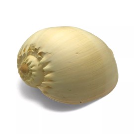 Orange Crowned Volute Sea Shell Melo Broderipii Large Sea Shell